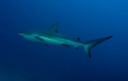 SXM shark hotel 20 aout 2010_05.jpg